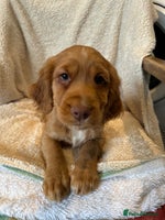 Cocker Spaniel dogs Extensively Health Tested KC Cocker Spaniels - Advert 7