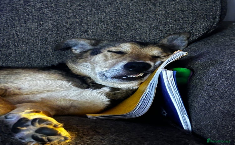 Mixed Breed dogs - Advert 9
