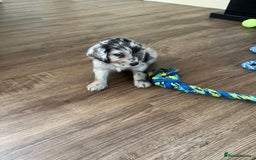 Cockapoo dogs for sale: Beautiful cockapoo puppies delivery possible - Image 38
