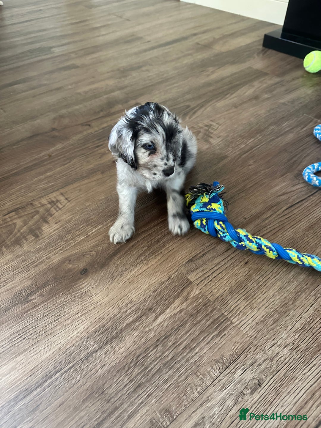 Cockapoo dogs for sale: Beautiful cockapoo puppies delivery possible - Image 38