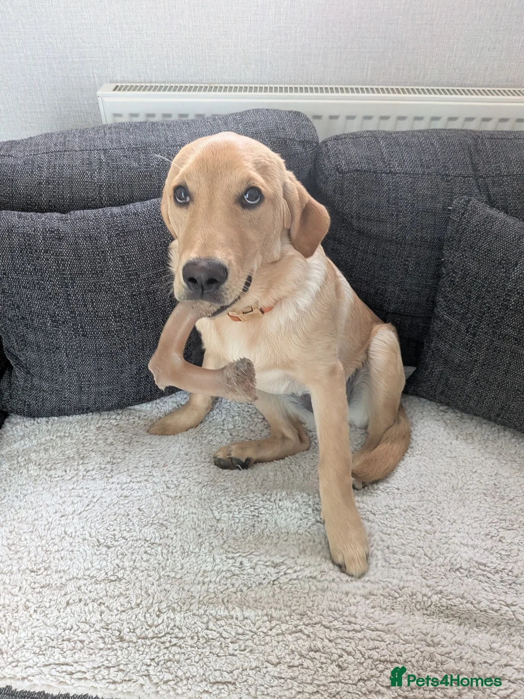 Goldador dogs for sale: Goldador 'nugget' 9 months old - Advert 7