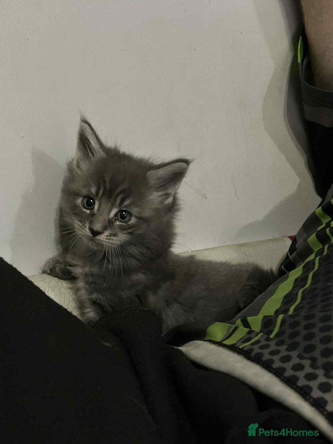 Maine Coon cats for sale: Maine coon kittens  - Advert 4