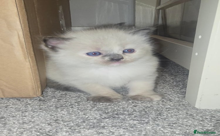 Ragdoll cats 🐾 READY TO GO ON 18TH DECEMBER 🐾 - Advert 10