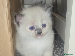 Ragdoll cats 🐾 READY TO GO ON 18TH DECEMBER 🐾 - Advert 8