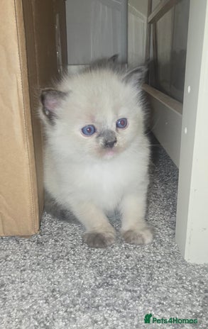 Ragdoll cats 🐾 READY TO GO ON 18TH DECEMBER 🐾 - Advert 10