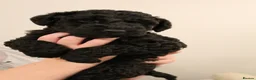 Kerry Blue Terrier dogs for sale: KC REGISTERED KERRY BLUE MALE PUPPY  - Advert 3