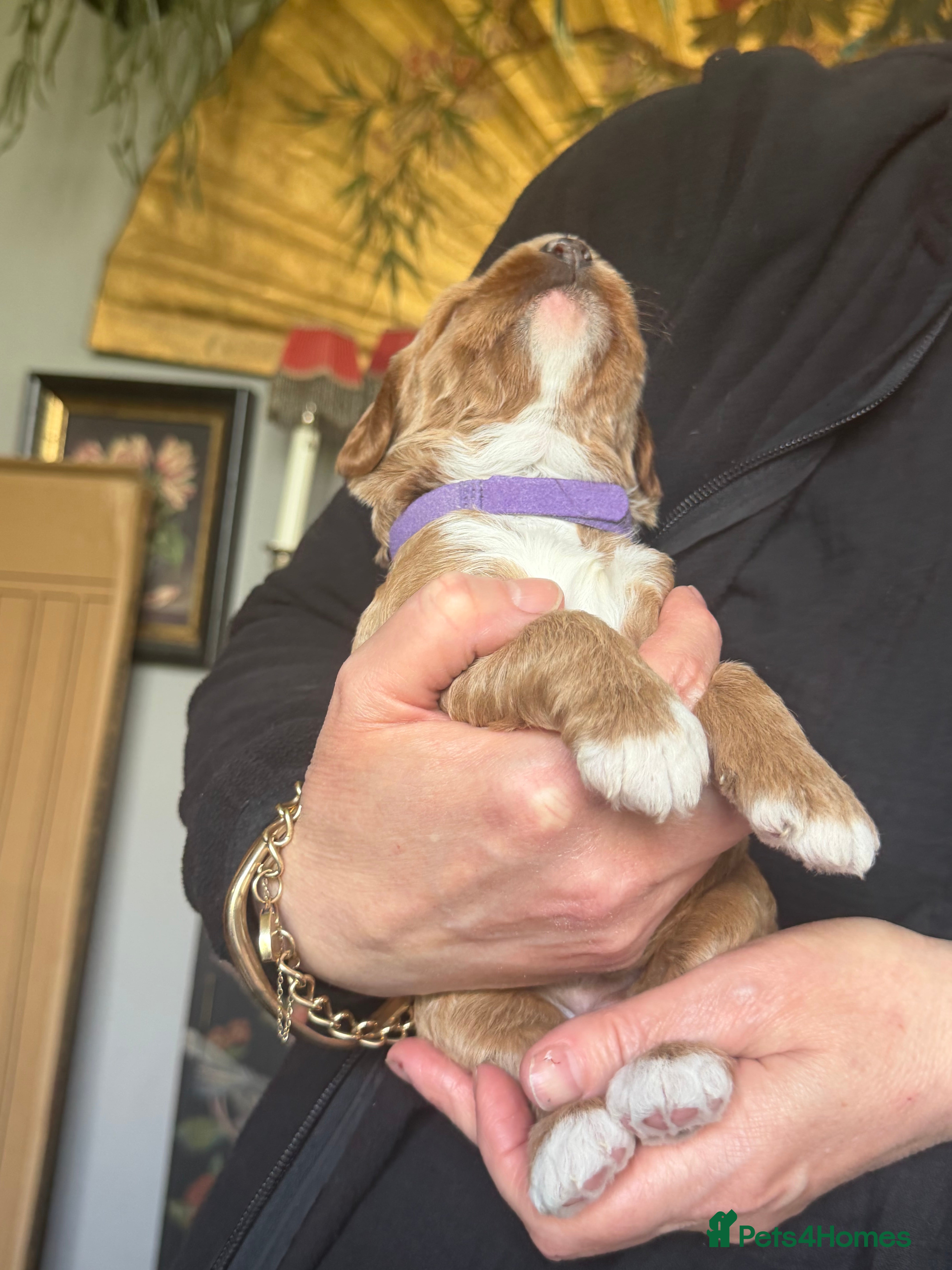 Australian Labradoodle dogs 100% Pure bred Australian Labradoodle LATE RELEASE - Advert 2