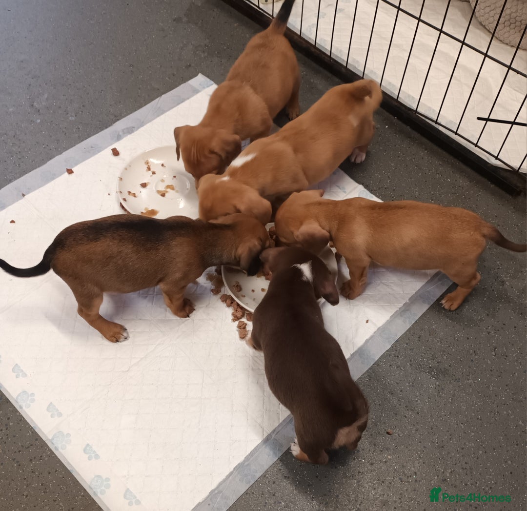 Mixed Breed dogs for sale: Dachshund x Jack russell - Image 9