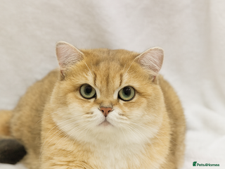 British Shorthair cats in Wolverhampton - Advert 23