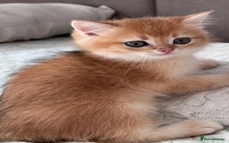 British Shorthair cats for sale: GCCF BSH BOY AND GIRL LEFT GOLDEN BLACK TIPPED  - Advert 10