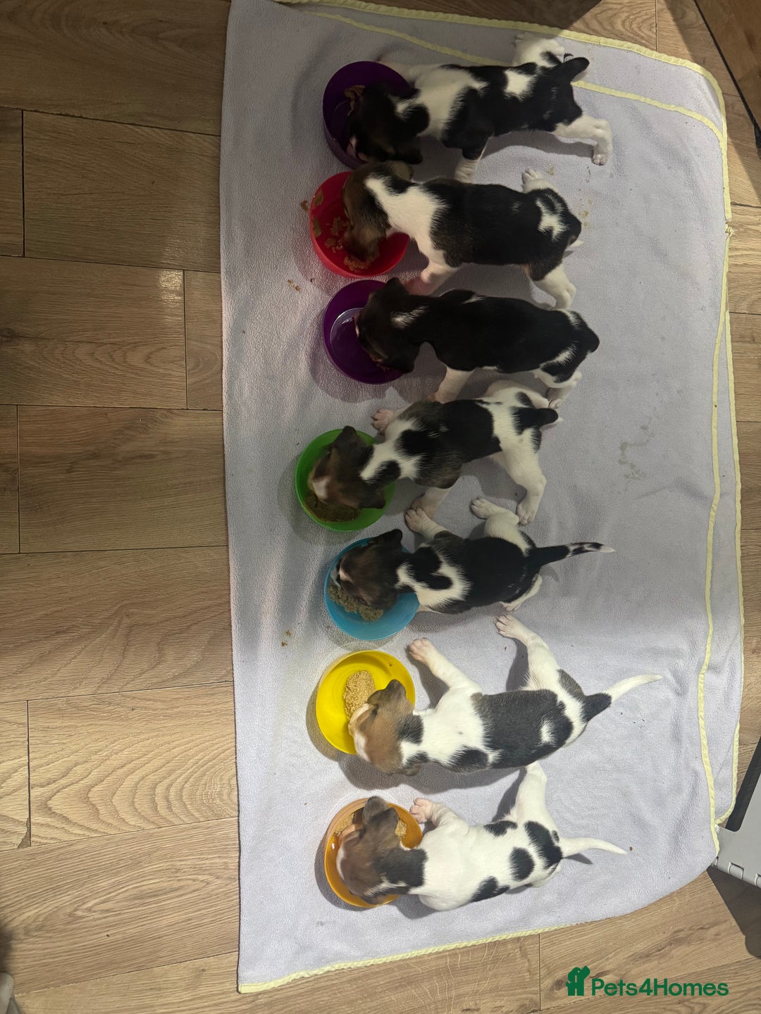 Beagle dogs for sale: Beautiful beagle puppies  - Advert 6