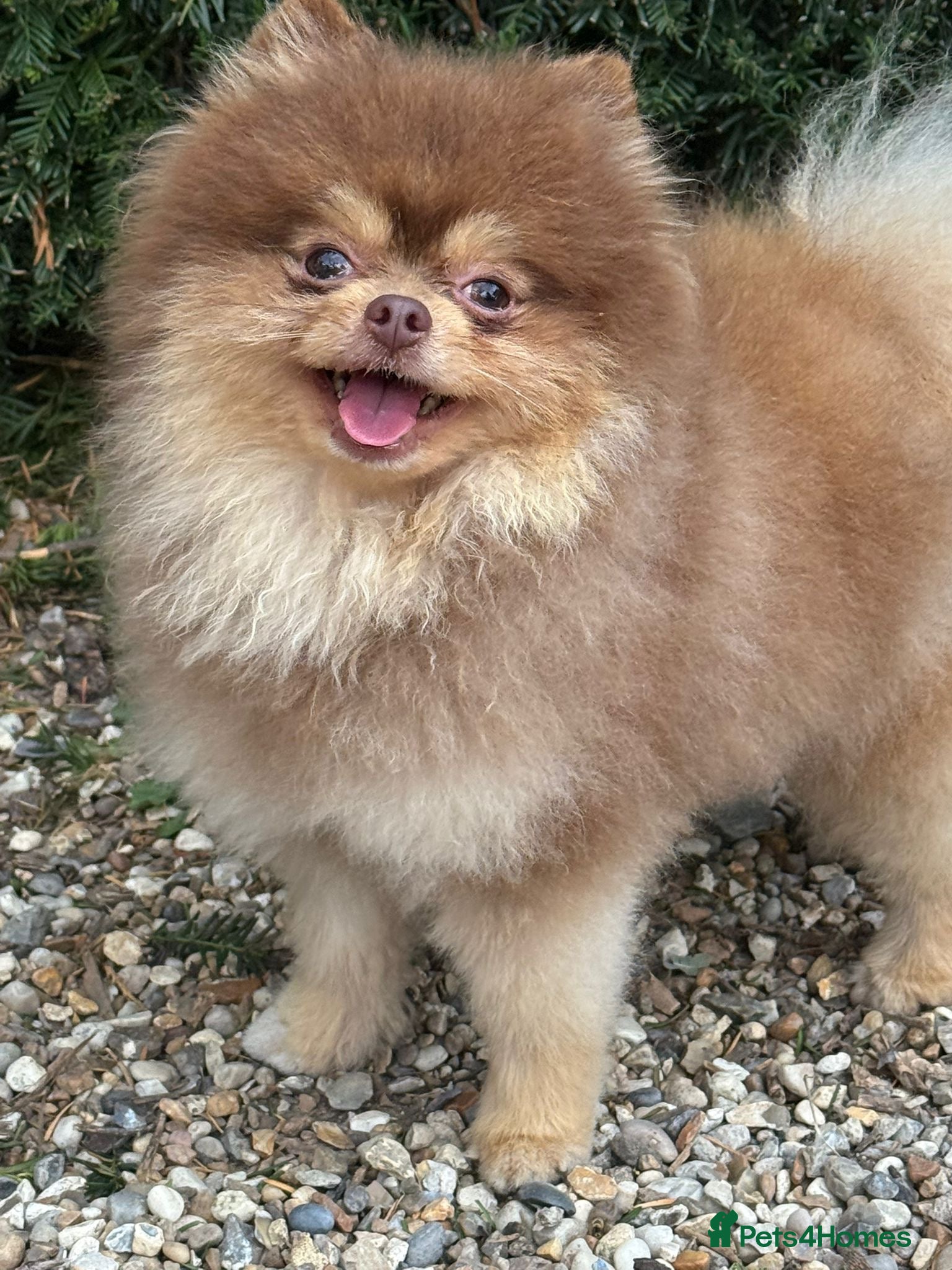 Pomeranian dogs Beautiful Pomeranian Puppies - Advert 2