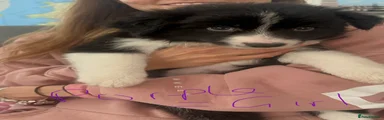 Border Collie 4