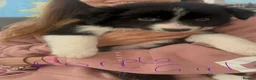 Border Collie dogs for sale: Border collie puppies in Tranent - Advert 4