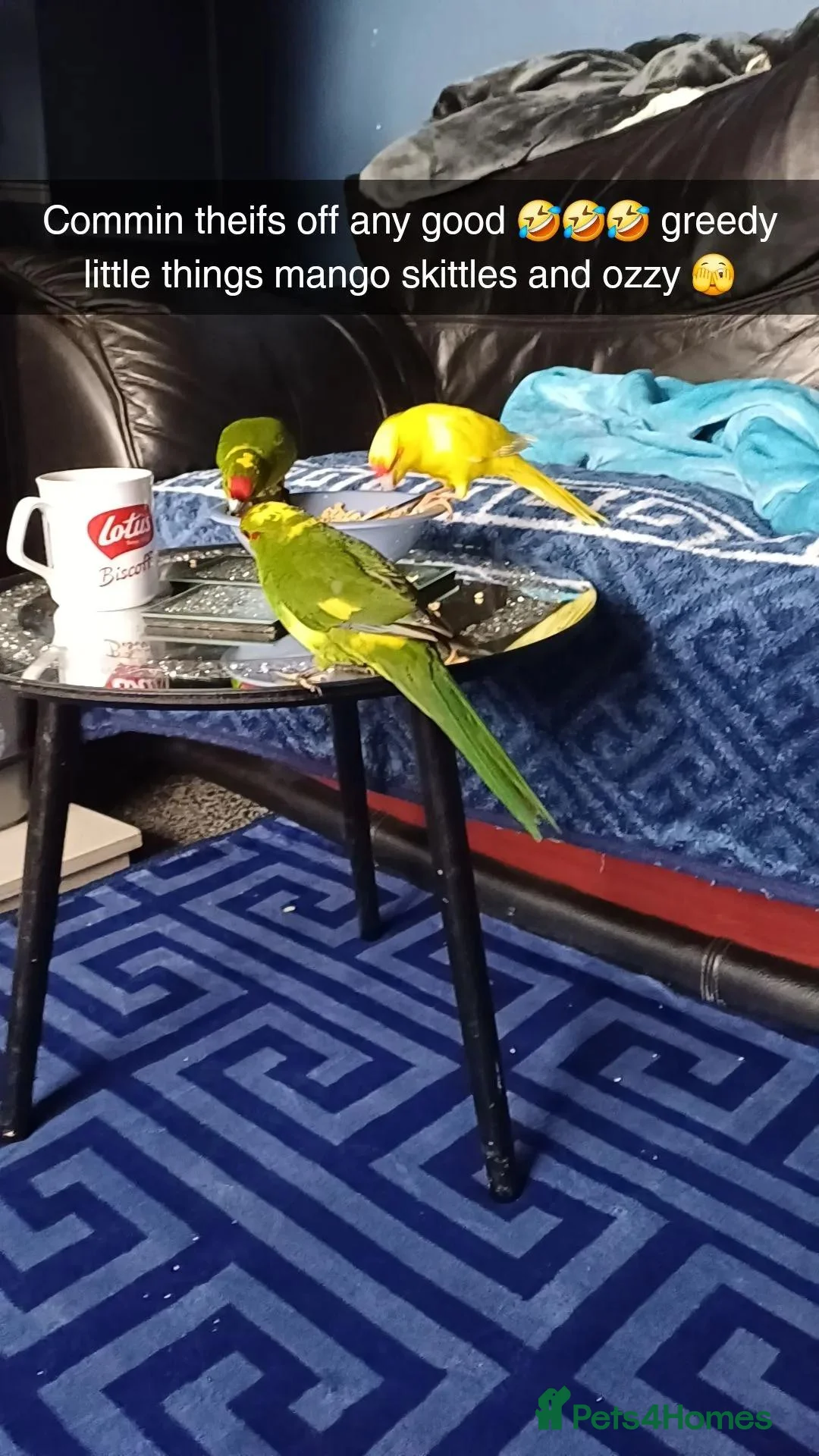 Parakeets birds for sale: 3 Kakarki parrots  in Durham - Advert 1