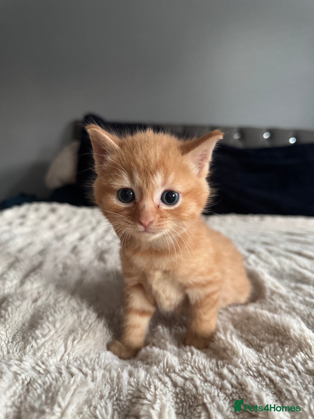 Domestic Shorthair cats for sale: 6 beautiful kittens - Image 30