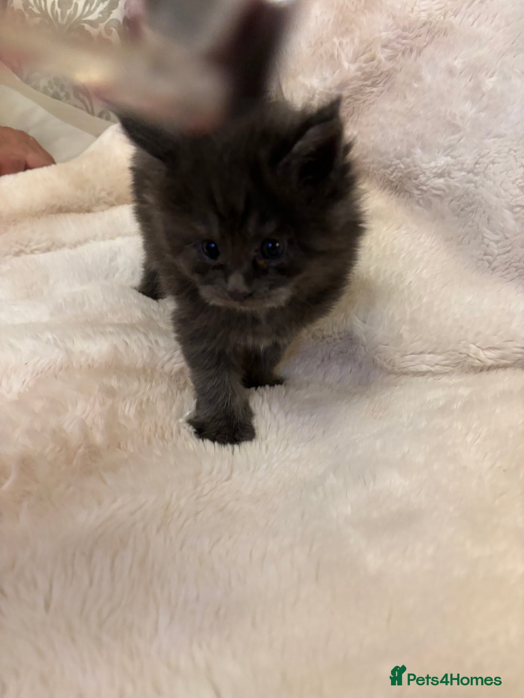 Maine Coon cats for sale: Maine coon kittens - Advert 3
