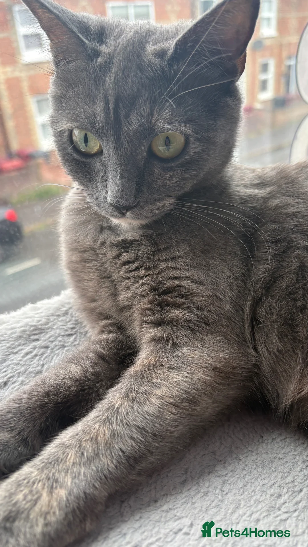 Mixed Breed cats for sale: Beautiful Female Cat Looking for a Loving Home 🐾 - Advert 1