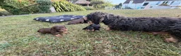 Dachshund dogs for sale: KC Regestered Teckel puppies in Cardiff - Advert 16