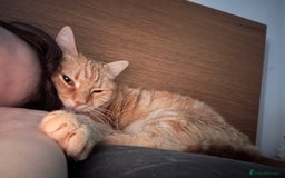Domestic Shorthair cats for sale: Lovable Ginger Cat Looking for Her Forever Home 🧡 - Image 6