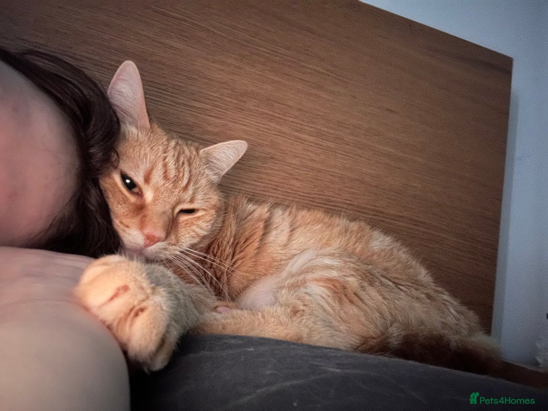 Domestic Shorthair cats for sale: Lovable Ginger Cat Looking for Her Forever Home 🧡 - Image 6