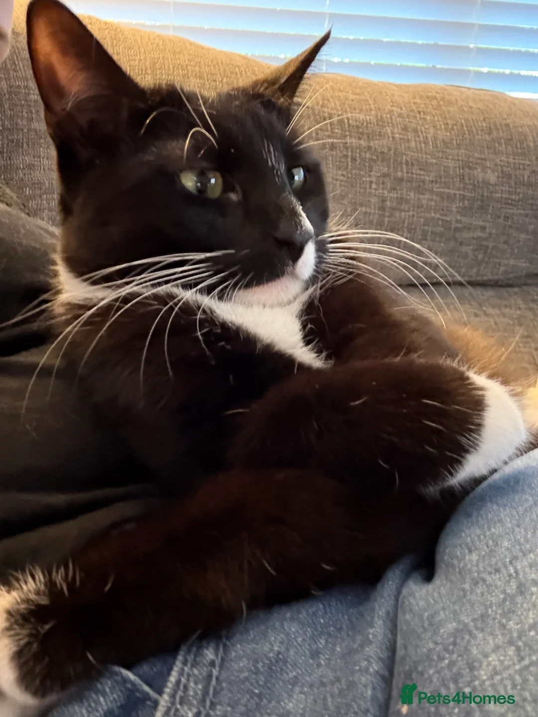 British Shorthair cats for sale: Dotty needs a forever home - Advert 3