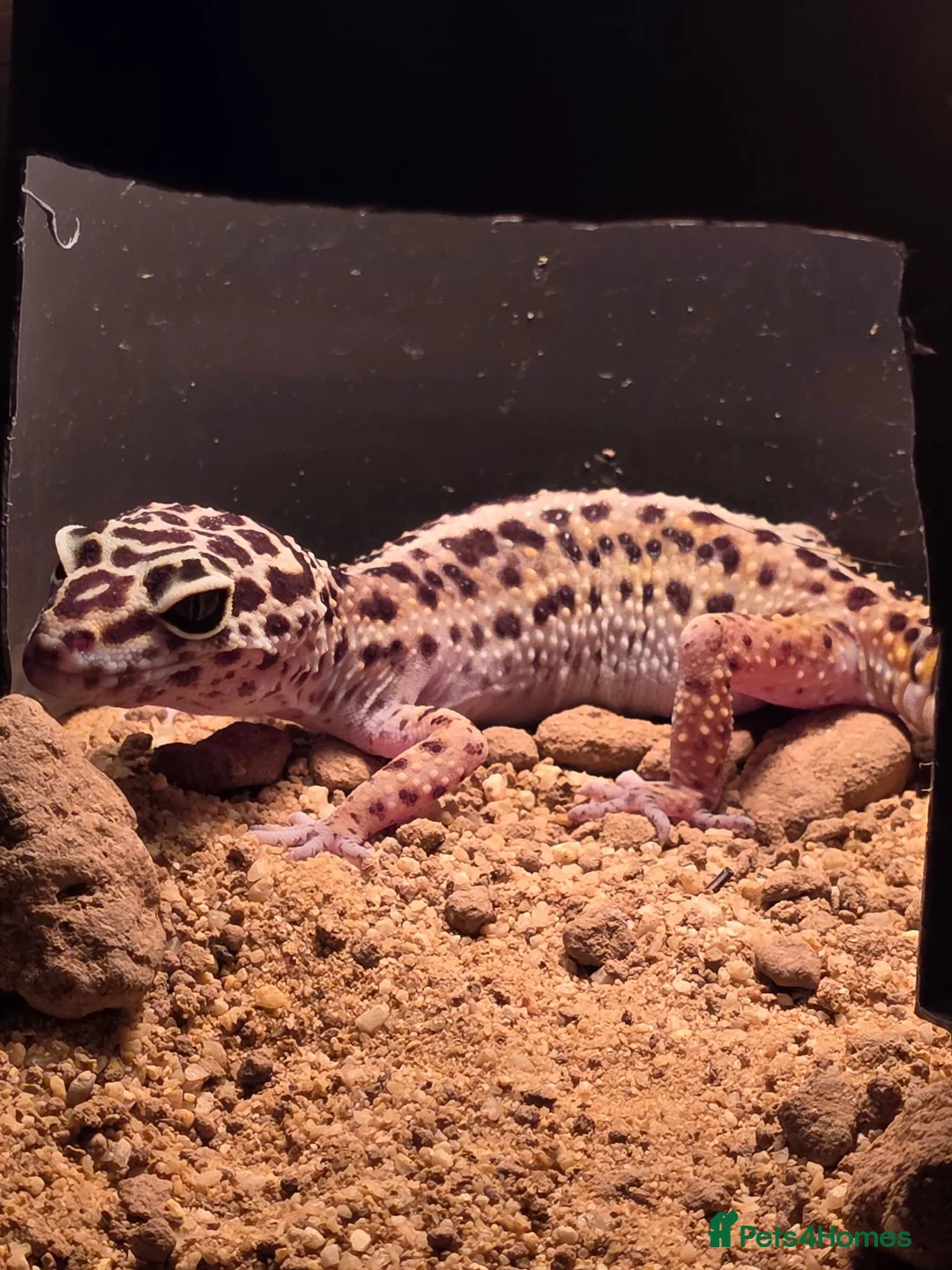 Leopard Gecko reptiles for sale: Normal morph female Leopard Gecko  - Advert 1