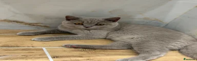 British Shorthair 1 Boy