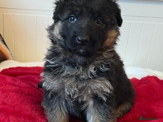 German Shepherd dogs Outstanding long haired Gsd pups for sale - Advert 8