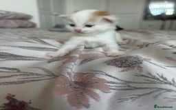 Domestic Shorthair cats for sale: Beautiful kittens ❤️❤️ - Image 17