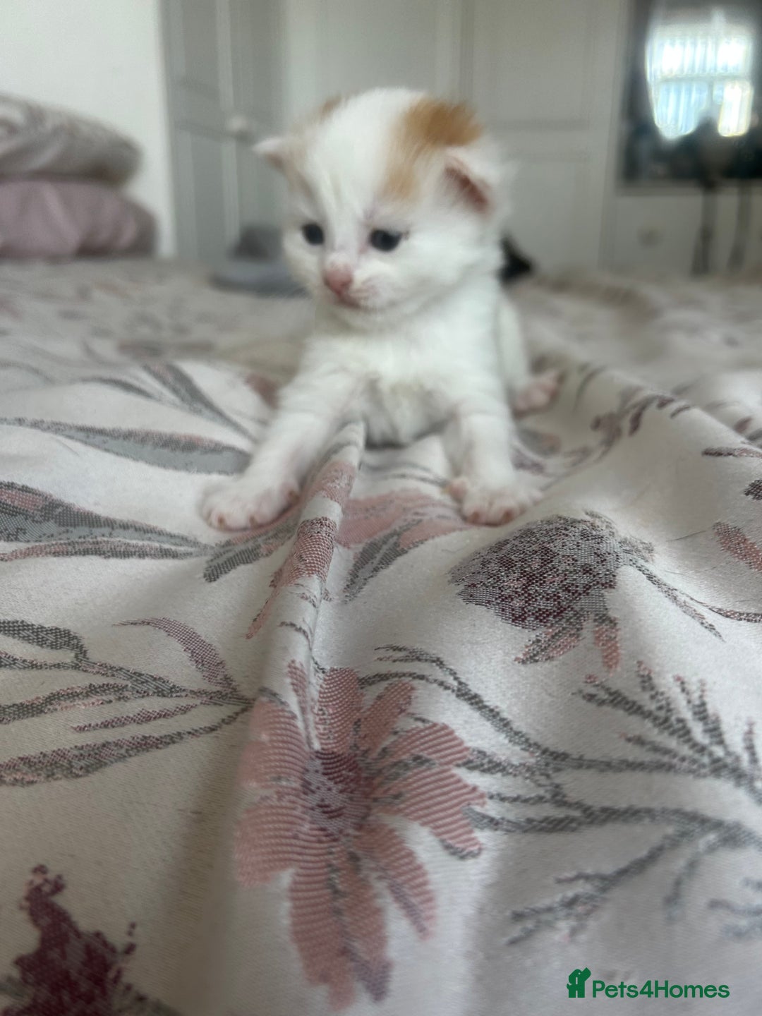 Domestic Shorthair cats for sale: Beautiful kittens ❤️❤️ - Image 17