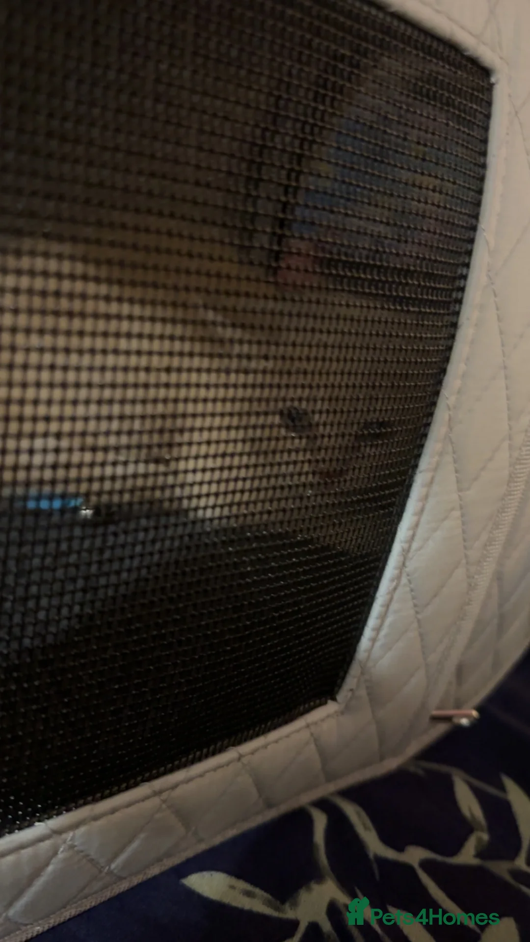 British Shorthair cats for sale: Emergency rehoming cream bsh kitten in London - Advert 2
