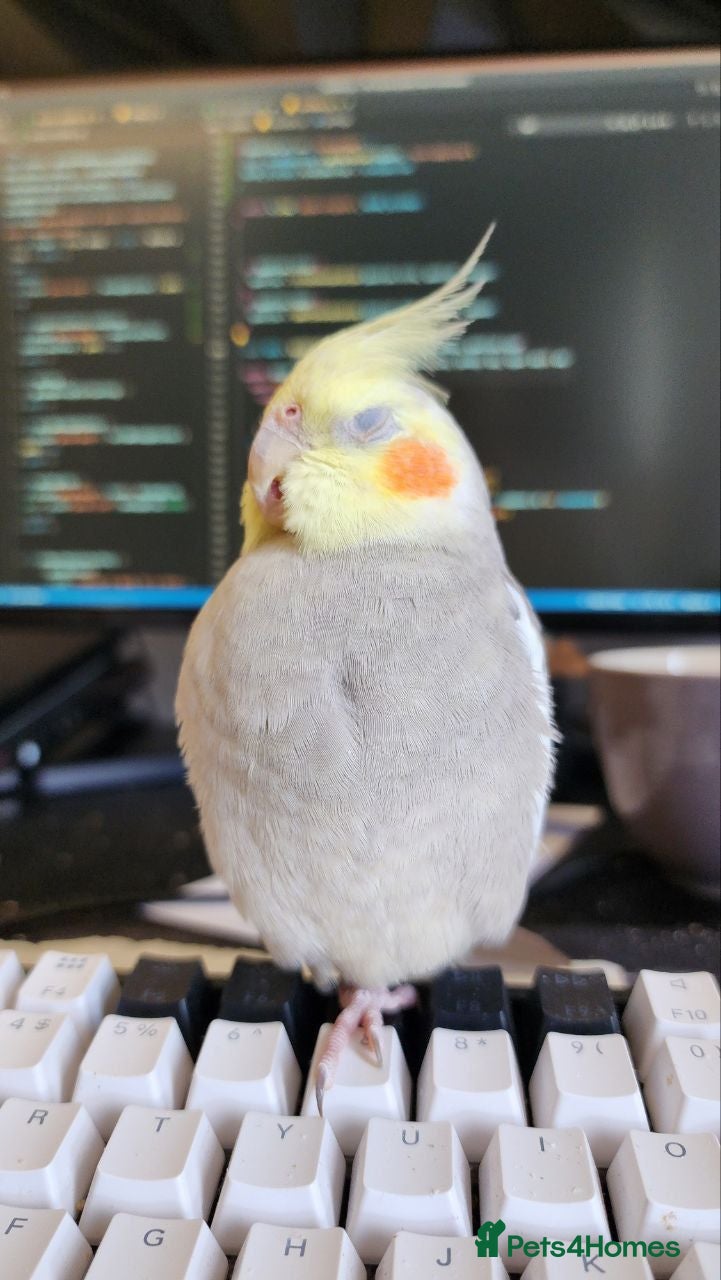 Cockatiels birds Cockatiel for only current owners - Advert 1