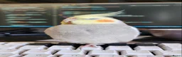 Cockatiels birds for sale: Cockatiel for only current owners in Mitcham - Advert 1