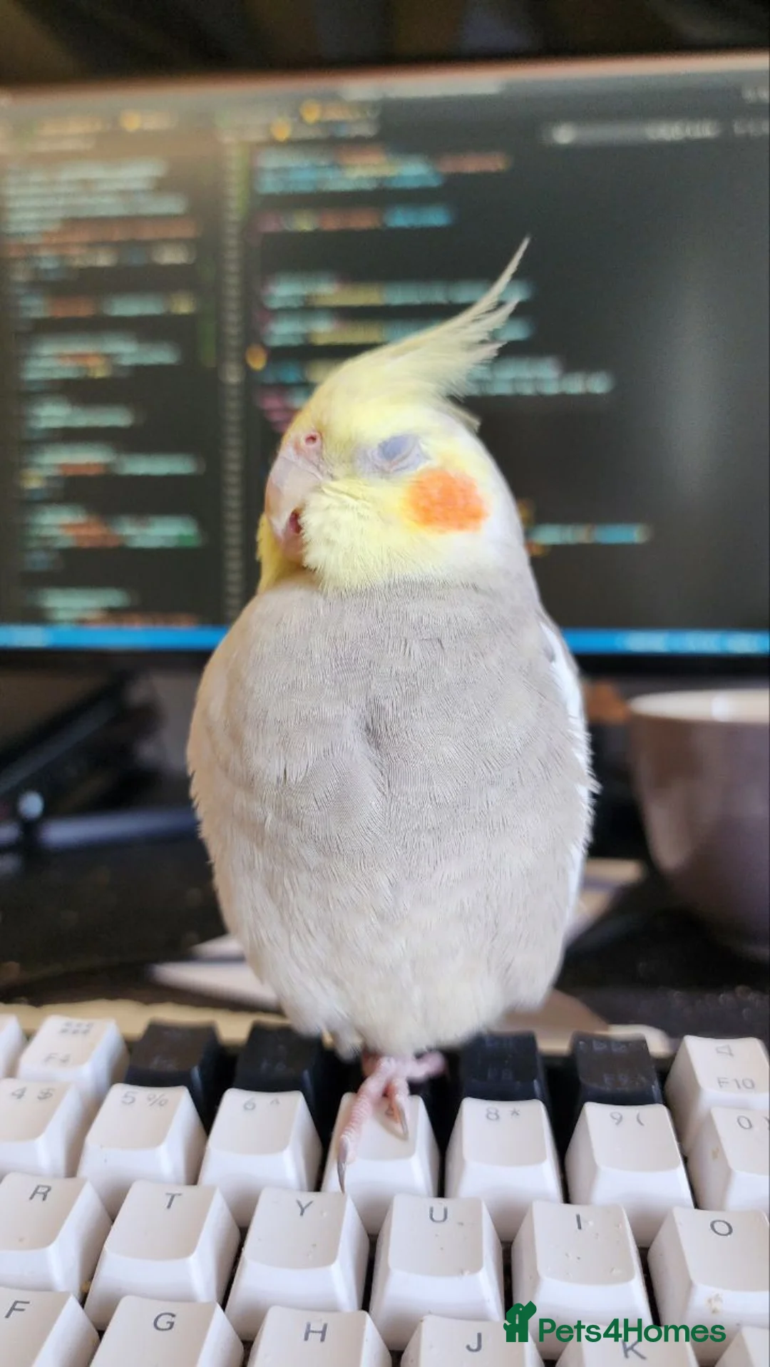 Cockatiels birds for sale: Cockatiel for only current owners in Mitcham - Advert 1