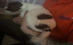 Sprocker dogs for sale: 5 beautiful puppies they were born on the 16/10/25 - Image 9