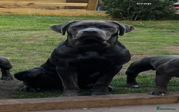 Cane Corso dogs for sale: Zeus Cane Corso 10 months old  - Image 3