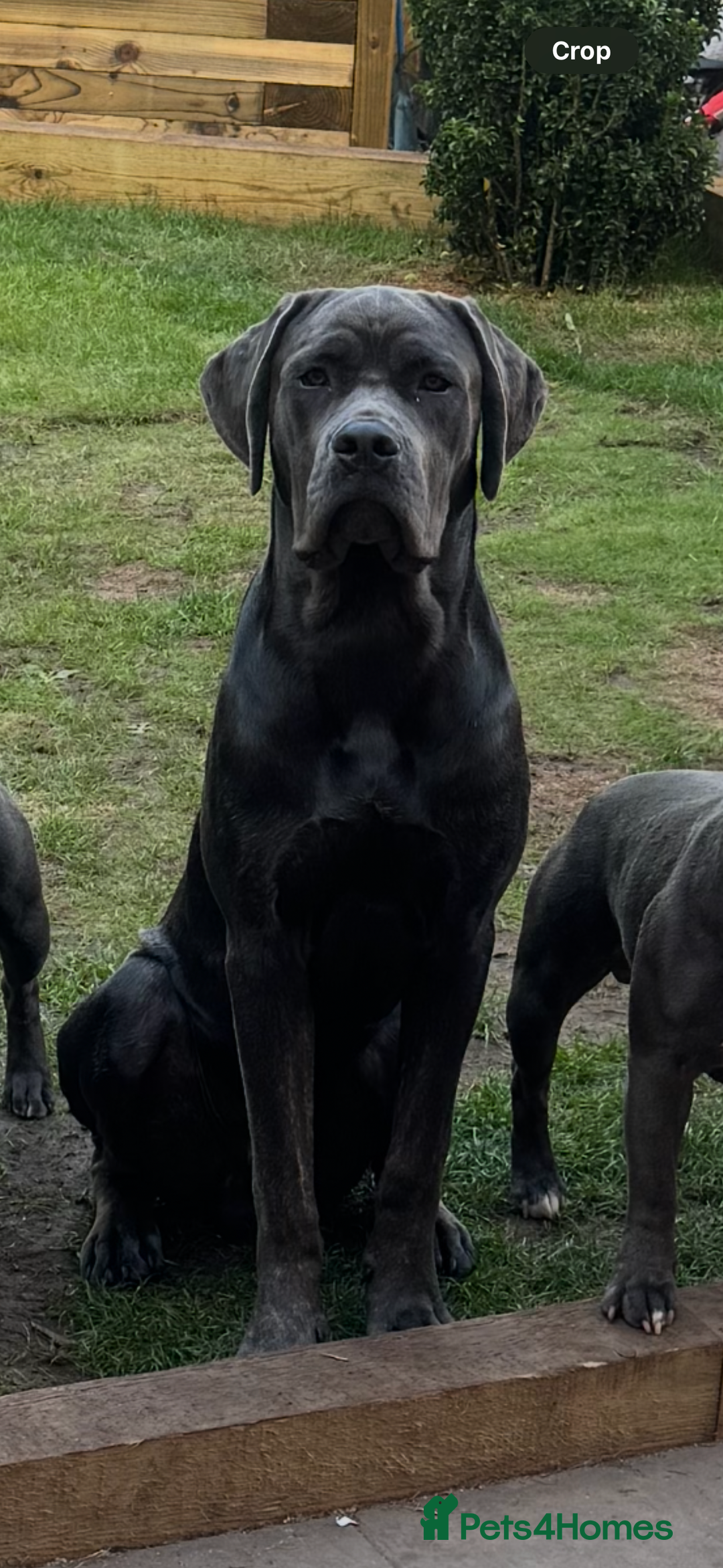 Cane Corso dogs for sale: Zeus Cane Corso 10 months old  - Image 3