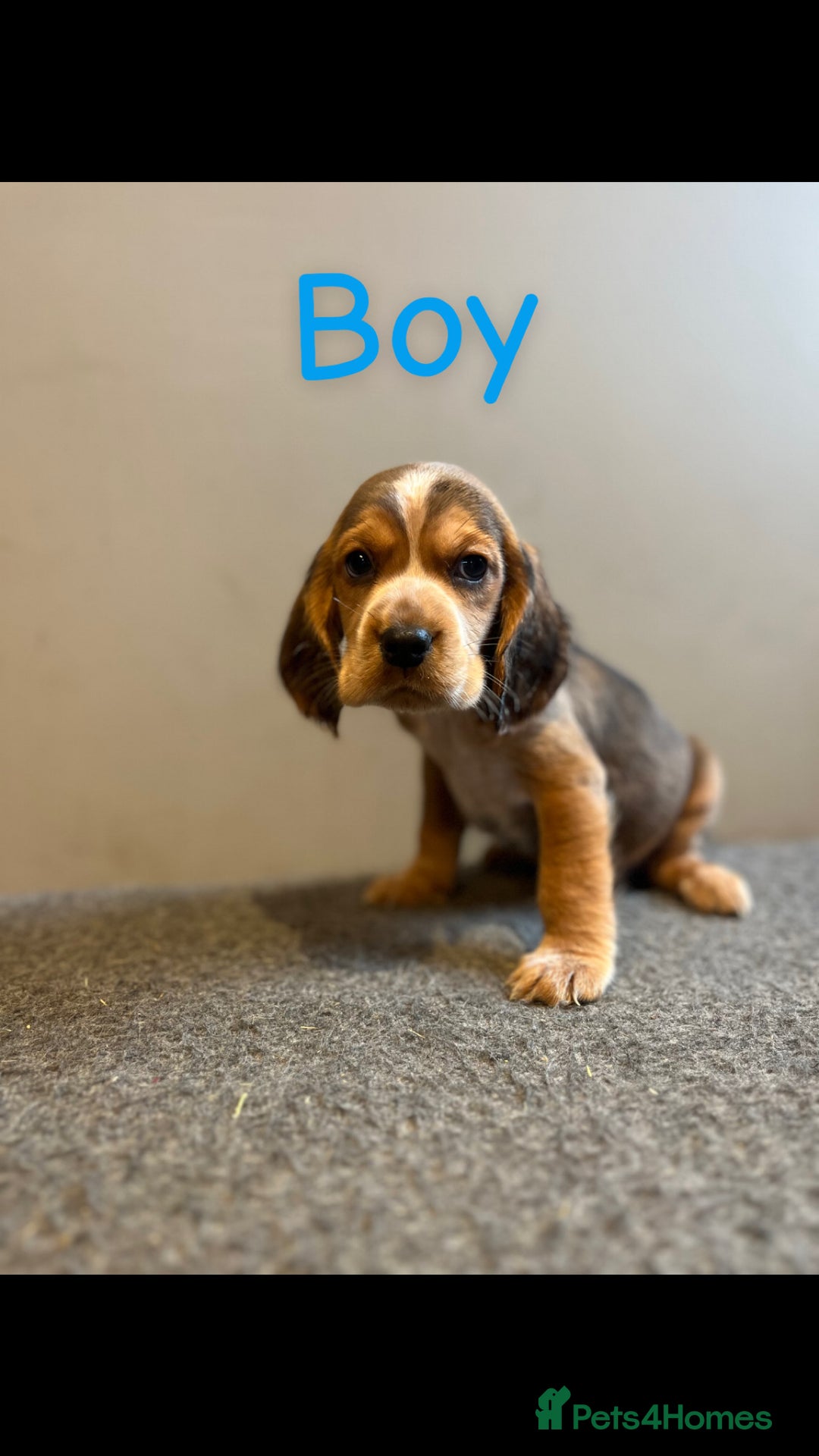 Bocker dogs for sale: Bocker puppies (beagle x cocker)  - Image 6
