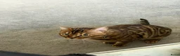 Bengal cats for sale: Bengal Cat Loving, Fully Trained & equipped - Advert 4