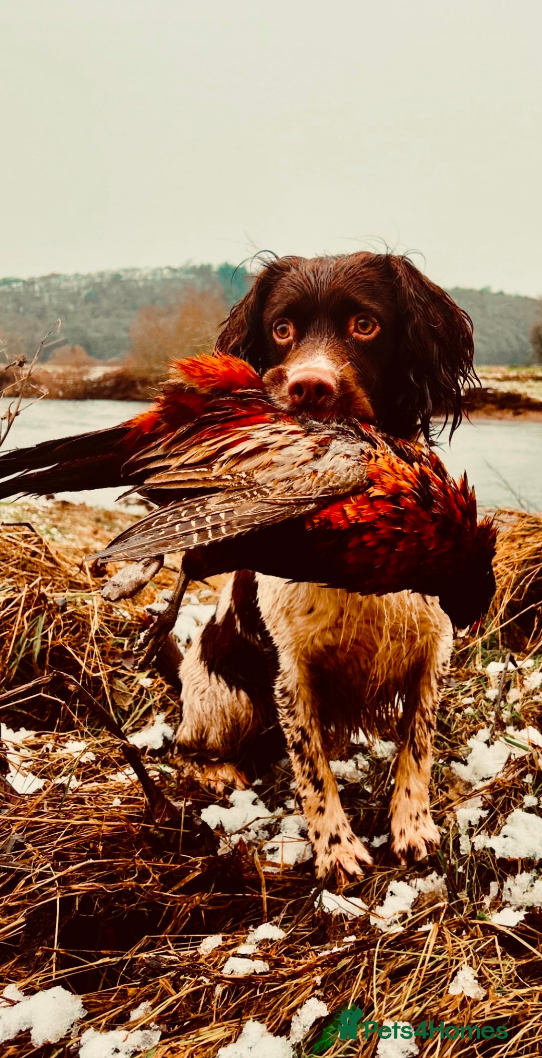 English Springer Spaniel dogs for stud: Stunning KC registered working line ESS in Lancaster - Advert 1