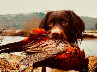 English Springer Spaniel dogs Stunning KC registered working line ESS in Lancaster - Advert 6