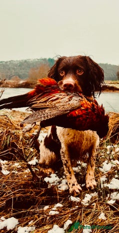English Springer Spaniel dogs in Lancaster - Advert 1