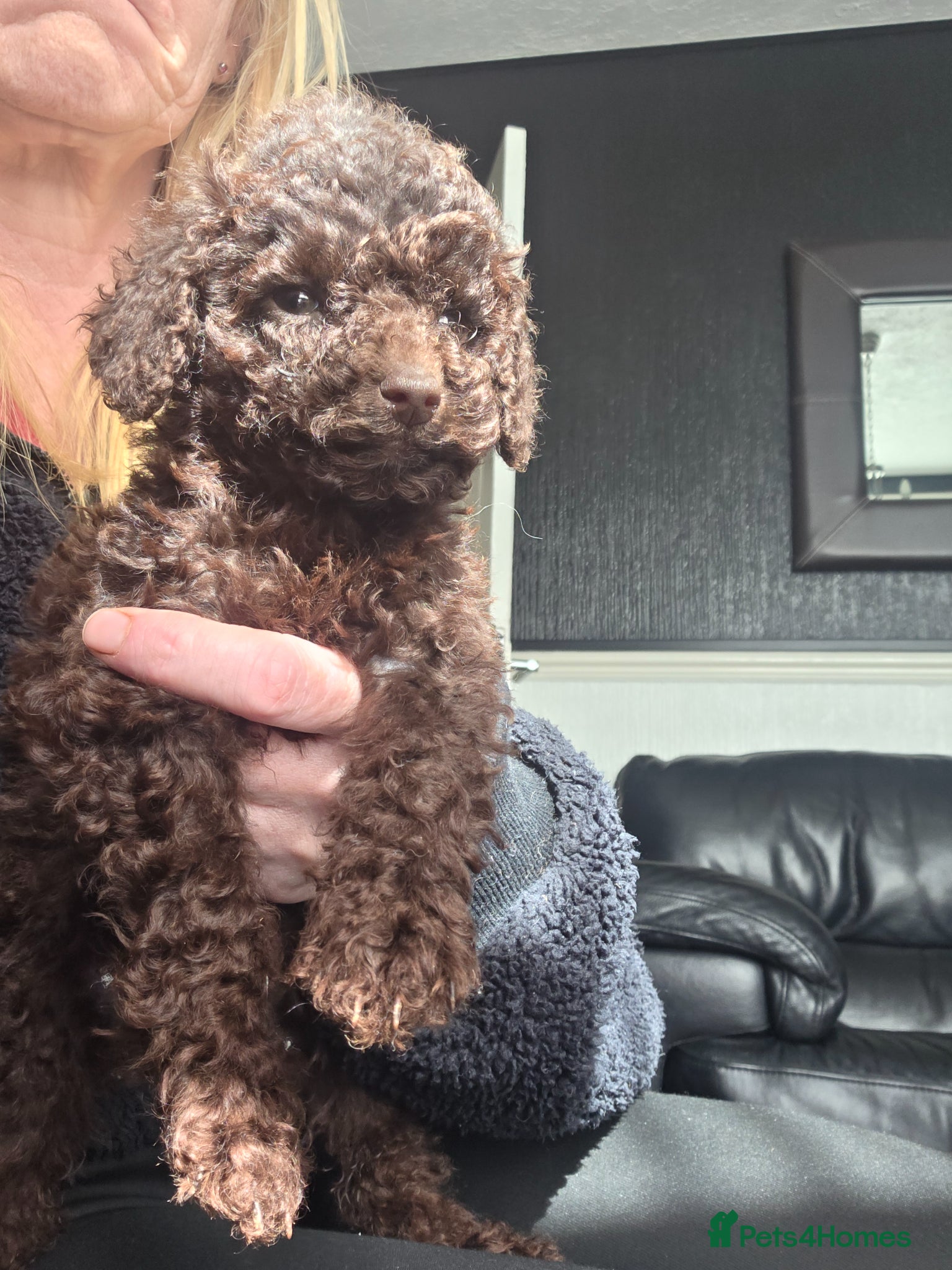 Cockapoo dogs One Chocolate Cockapoo tiny girl - Advert 12