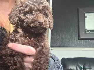 Cockapoo dogs One Chocolate Cockapoo tiny girl - Advert 12