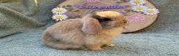Mini Lop rabbits for sale: 2 mini lop bucks - Advert 1