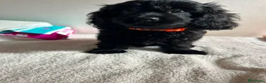 Cavapoo 3 Orange colour