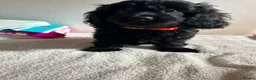 Cavapoo dogs for sale: ⭐️4 Stunning little black cavapoos⭐️ - Advert 31