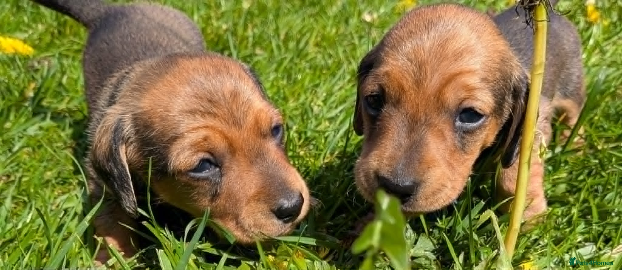 Miniature Dachshund dogs Mini Smooth Dachshund - Shaded Red Boy  x 2 - Advert 14