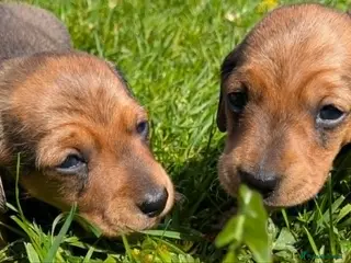 Miniature Dachshund dogs Mini Smooth Dachshund - Shaded Red Boy x 2 - Advert 14
